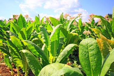 tobbaco ekimi Polonya .