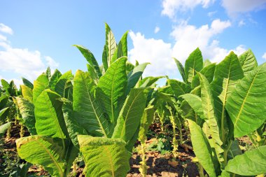 tobbaco ekimi Polonya .