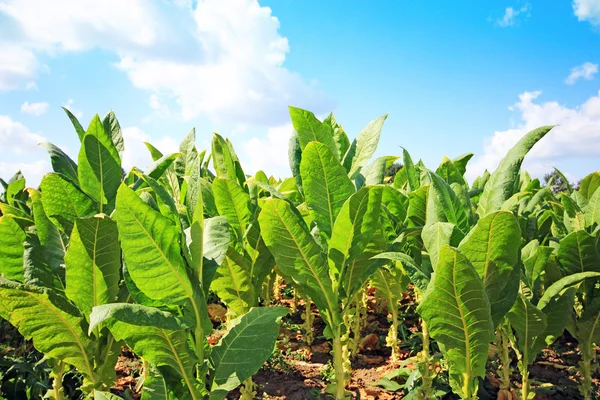 Plantação de tabaco em Polonia  . — Fotografia de Stock