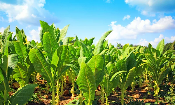 Tabak plantage in Polen . — Stockfoto
