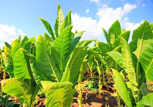 Tabak plantage in Polen . — Stockfoto