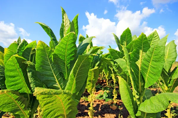 Tabak plantage in Polen . — Stockfoto