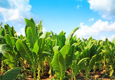 tobbaco ekimi Polonya .