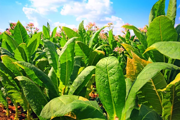 Plantação de tabaco em Polonia  . — Fotografia de Stock