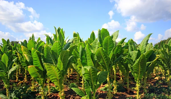 Plantação de tabaco em Polonia  . — Fotografia de Stock