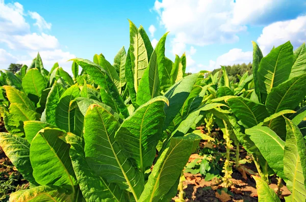 Tobbaco plantage i Polen . — Stockfoto