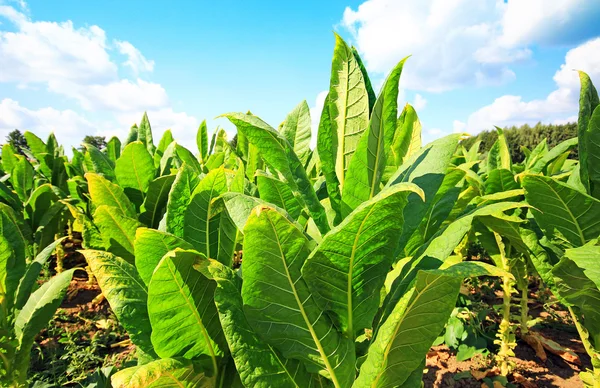 Plantación de tabaco en Polonia  . — Foto de Stock