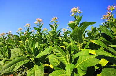 tobbaco ekimi Polonya .
