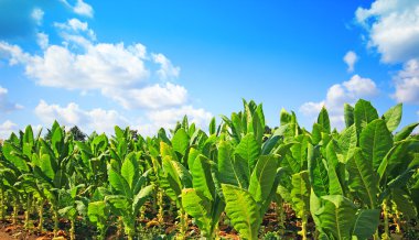 tobbaco ekimi Polonya .