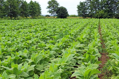 tobbaco ekimi Polonya .