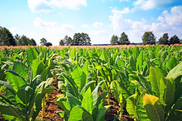Plantação de tabaco em Polonia  . — Fotografia de Stock