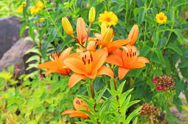 Lelies bloeien in de tuin . — Stockfoto