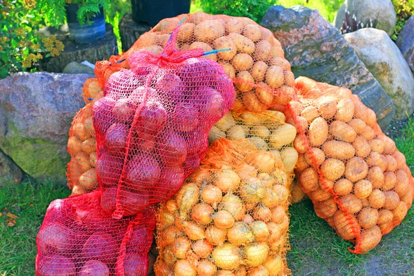 Potatis, lök och rödbetor — Stockfoto