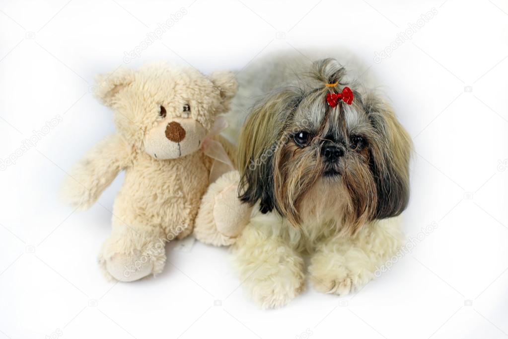 79+ Shih Tzu Teddy Bear