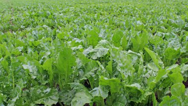 Şeker pancarı alan