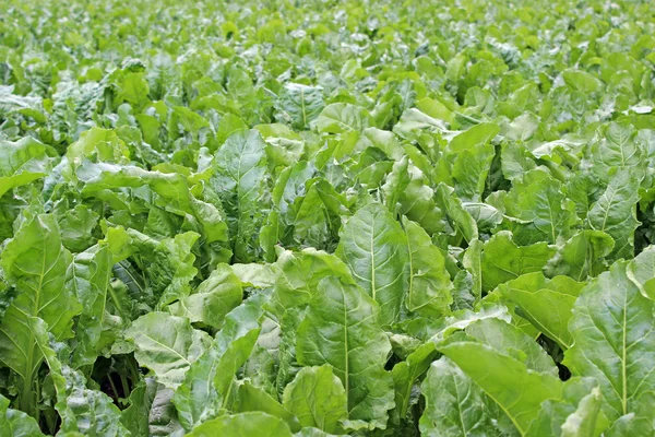 Field of sugar beet — Stock Photo, Image