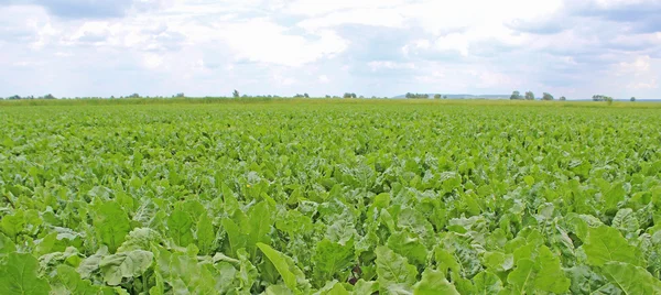 Campo di barbabietola da zucchero — Foto Stock