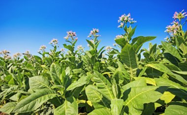 bir alan üzerinde tütün büyüyen