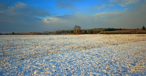 Paesaggio invernale nella foresta. — Foto Stock
