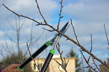 Budama ağaçları budama makası ile