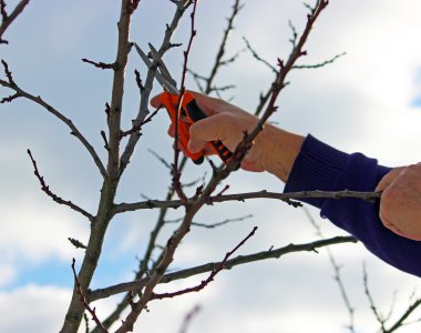 Budama ağaçları budama makası ile