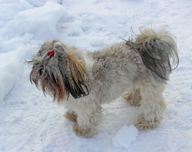 Karda oynayan shih tzu köpek.