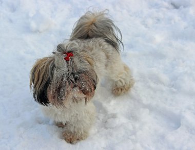 Karda oynayan shih tzu köpek.