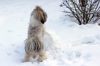 Karda oynayan shih tzu köpek.