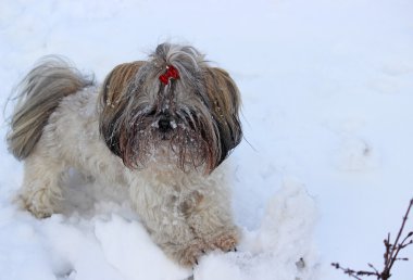 Karda oynayan shih tzu köpek.