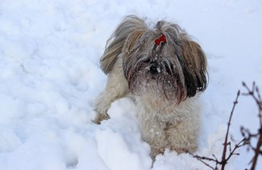 Karda oynayan shih tzu köpek.