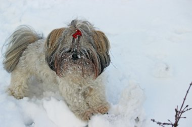 Karda oynayan shih tzu köpek.