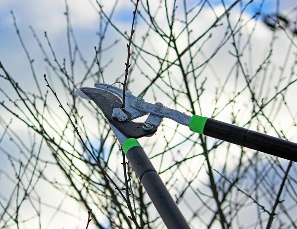 Обрезание деревьев ножницами — стоковое фото