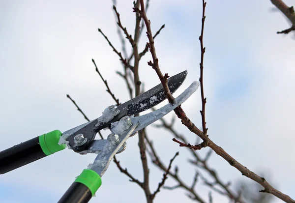 Prořezávání stromů pomocí zahradnické nůžky — Stock fotografie