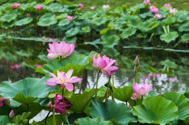 Lotus