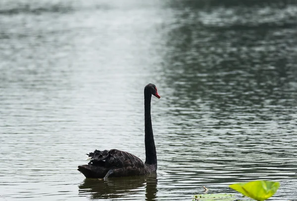 The black swan — Stock Photo, Image