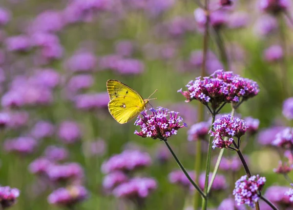 花与蝴蝶 — 图库照片