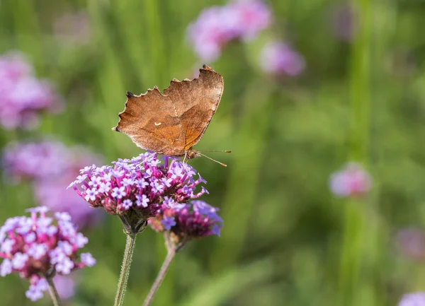 Flowers and butterflies — Stock Photo, Image