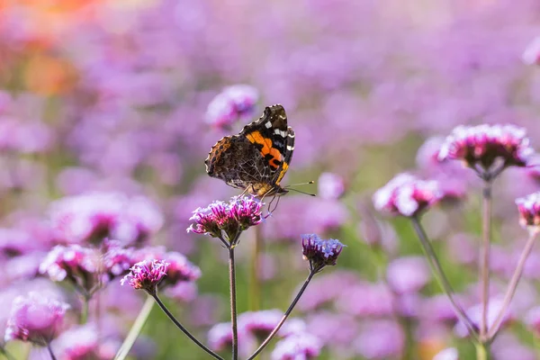 Flores y mariposas —  Fotos de Stock