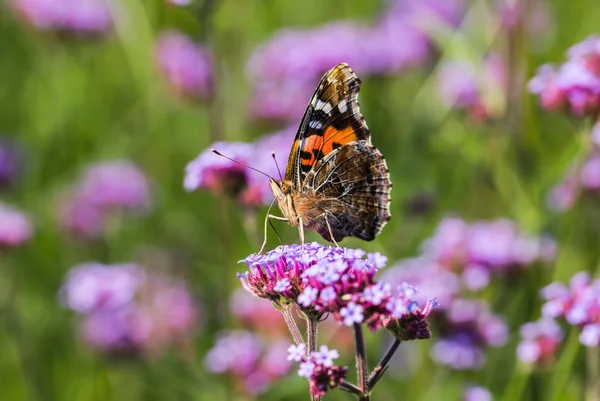 Blumen und Schmetterlinge — Stockfoto