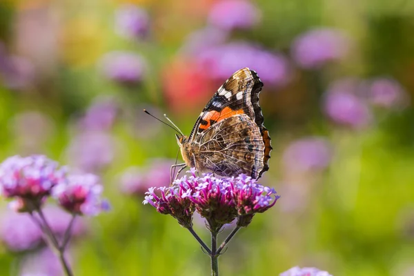 Çiçekler ve Kelebekler