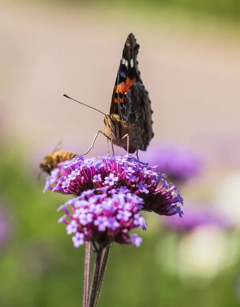 Blumen und Schmetterlinge — Stockfoto