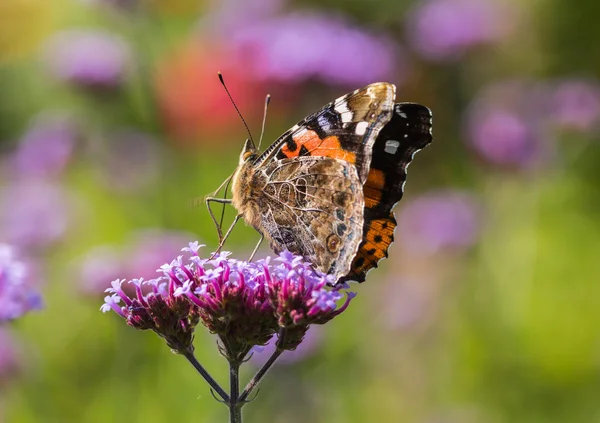 Flowers and butterflies — Stock Photo, Image