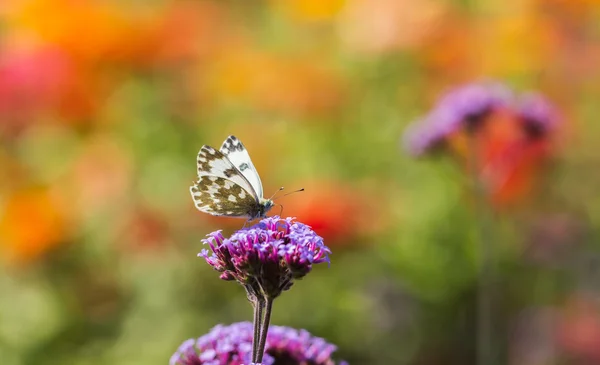 Blomster og sommerfugle - Stock-foto