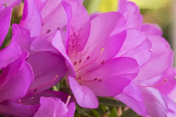 Azaleas — Stock Photo, Image