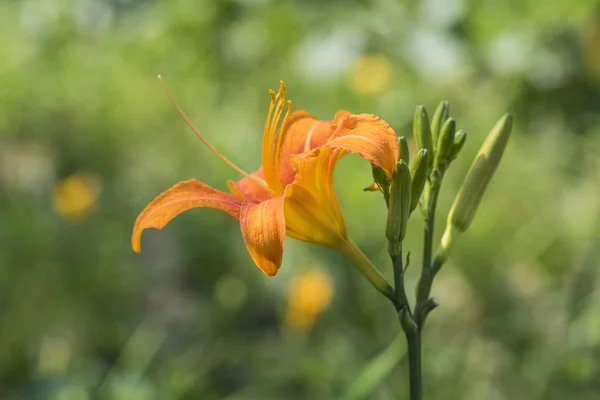 Lily bloom — Stock Photo, Image