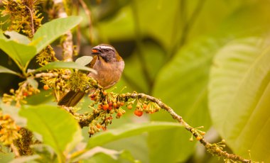 Tutkunu gerdanlı Saltator