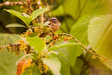 Tutkunu gerdanlı Saltator