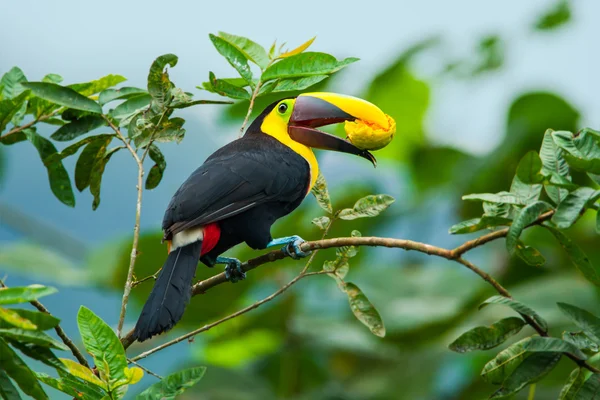 Kestane çeneli toucan — Stok fotoğraf