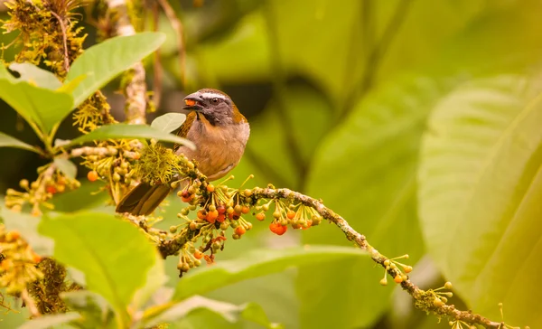 Tutkunu gerdanlı Saltator