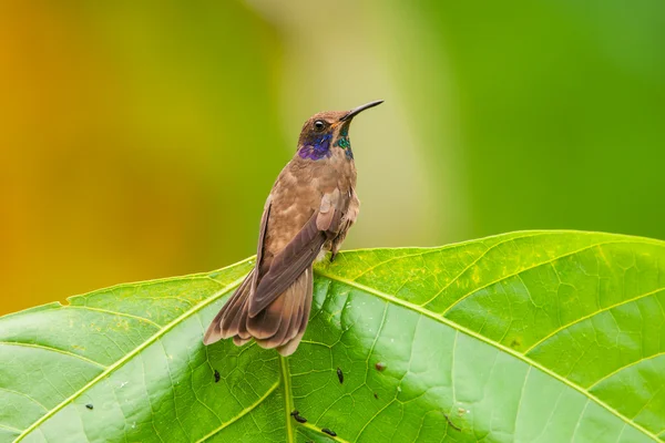 Brauner Veilchenkolibri — Stockfoto